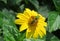 Green sweat bee on yellow flower in the garden