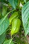 Green sweet bell pepper grows on a bush on an earth