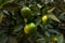 Green sweet tangerines tree. Citrus green branch background. Mandarin leaves.