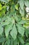 Green Syngonium podophyllum leaves in nature garden