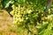Green table grape clusters in vineyard
