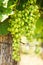 Green table grape clusters in vineyard