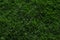 Green Tacoma Grass 1