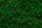 Green Tacoma Grass 2
