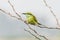 Green Tailed Bee-eaters