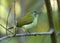 Green Tailed Sunbird or Nepal Yellow Backed Sunbird Aethopyga Nipalensis