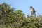 Green-tailed Towhee, Pipilo chlorurus