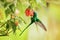 Green-tailed trainbearer (Lesbia nuna). Quindio Department. Wildlife and birdwatching in Colombia