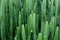 Green tall cactus cierge Cereus desert tropical plant texture background