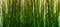 Green tall grass background