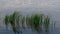 Green tall grass in the water in the wind