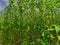 Green and tall Jute plants. Jute cultivation in Assam in India