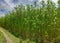 Green and tall Jute plants. Jute cultivation in Assam in India