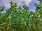 Green and tall Jute plants. Jute cultivation in Assam in India