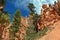 Green tall straight pines and colorful hoodoos on the Navajo Trail in Bryce Canyon