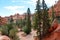 Green tall straight pines and colorful hoodoos on the Navajo Trail in Bryce Canyon