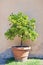 Green tangerine orange tree in pot