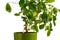 Green tangerine tree in self watering planter pot