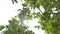 Green tangerines on tree branches against a sunny sky