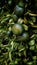 Green tangerines on a tree with green leaves