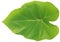 Green Taro or Colocasia gigantea, light green leaves and shaped like a heart-shaped.