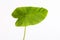 Green taro leaf