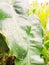 Green taro ornamental leaf plant