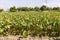 Green Taro Plant. A field of taro plants . A field of taro farm plants growing.