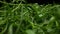 Green tarragon herb tree in home backyard garden super macro shot slider. laowa 24mm probe lens
