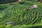 Green tea background - fresh leaves close up on blurred background at tea plantations in Royal Project Angkhang, Chiang Mai,