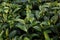 Green tea background - fresh leaves close up on blurred background at tea plantations in Royal Project Angkhang, Chiang Mai,