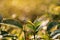 Green tea bud and fresh leaves. Close up tea plantations field