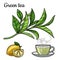 Green tea. A Cup of tea, a hot drink. A branch with leaves. Lemon, lemon slice.