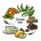 Green tea. A Cup of tea, a hot drink. Branch with leaves, lemon, a piece of lemon, croissant, macaroons, chocolate, mint.