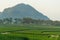 Green tea farm curve on hill, Chiang Rai, Thailand