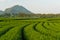 Green tea farm curve and mountain, Chiang Rai, Thailand