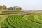 Green tea field curve on hill, Chiang Rai