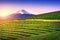 Green tea fields and Fuji mountain in Japan