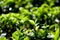 Green tea and fresh leaf tea garden. closeup top of green tea leaves in the morning, tea plantation, soft selected focus