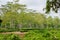 Green tea garden of Assam grown in lowland and Brahmaputra River Valley, Golaghat. Tea plantations