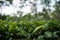 Green tea garden of Assam grown in lowland and Brahmaputra River Valley, Golaghat. Tea plantations