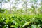 Green tea garden of Assam grown in lowland and Brahmaputra River Valley, Golaghat. Tea plantations