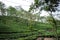 Green tea garden of Assam grown in lowland and Brahmaputra River Valley, Golaghat. Tea plantations