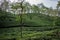 Green tea garden of Assam grown in lowland and Brahmaputra River Valley, Golaghat. Tea plantations