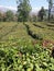 Green tea garden in the lap of nature