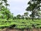 GREEN TEA GARDEN,SHADE PROVIDING TREES