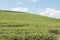 Green tea leaves and filed on blue sky