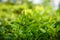 Green tea leaves and pekoe buds on tea plantation