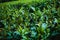 Green Tea Leaves Plantation in Lam Dong, Vietnam