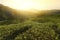 Green tea leaves in a tea plantation in morning with dramatic sunlight.